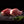 Pork Chops